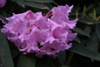 pingianum 79-161 -1